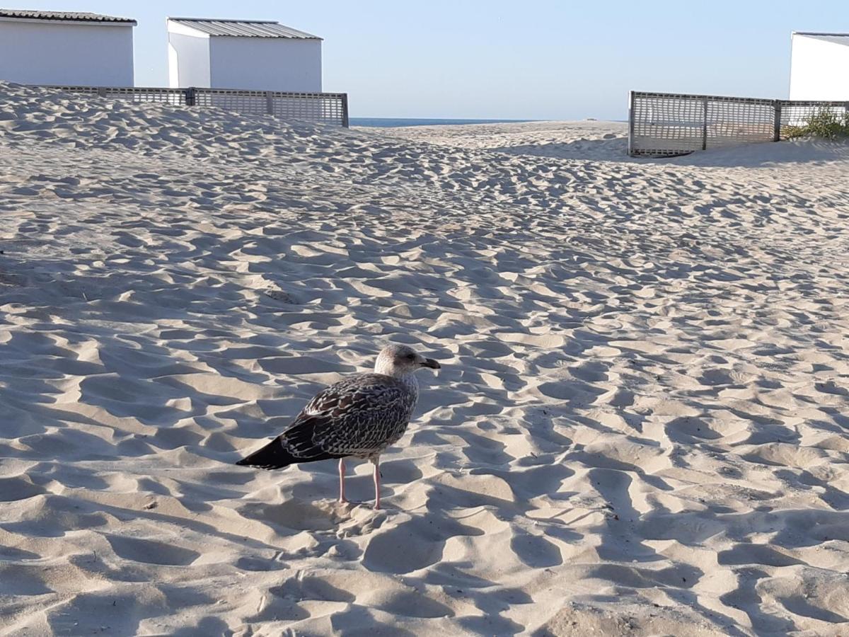 Nieuwpoort Marjolaine prachtig zeezicht - 4de verdiep -op de dijk 5pers Buitenkant foto